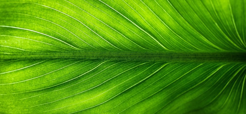 Eco-Friendly Stays